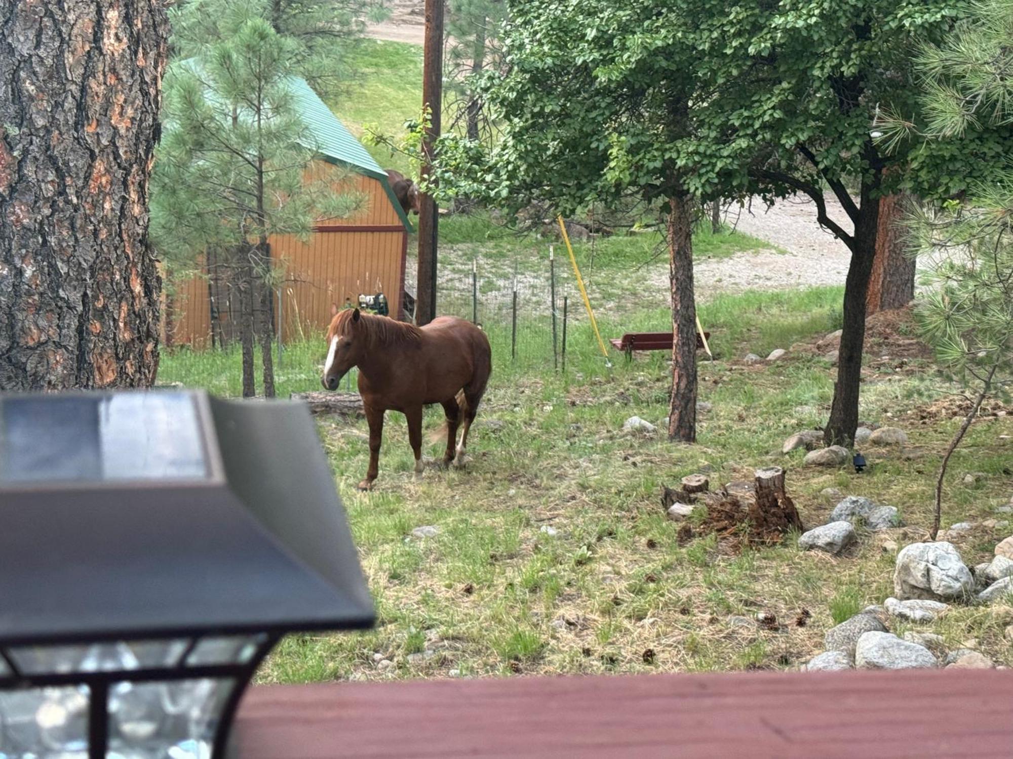 Gonzales Cozy Little Bear Cabin Ruidoso Dış mekan fotoğraf