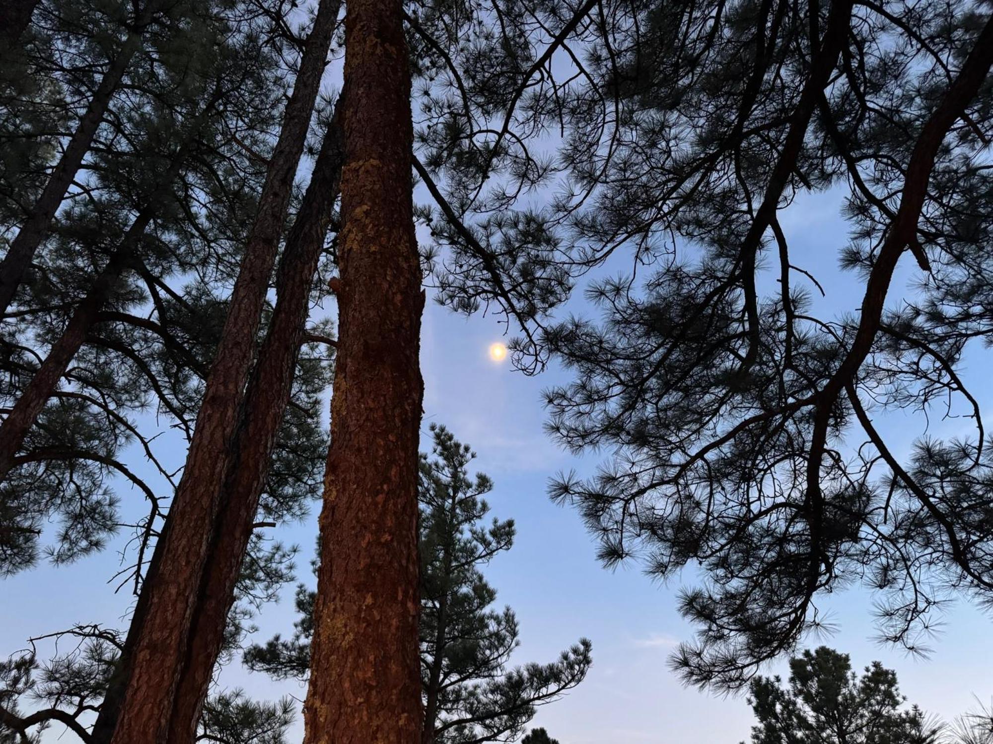 Gonzales Cozy Little Bear Cabin Ruidoso Dış mekan fotoğraf
